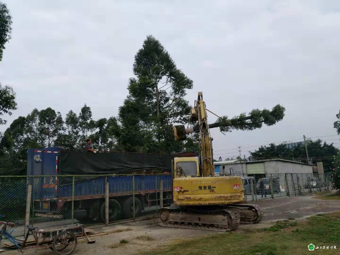 校友捐树添绿------为母校庆生 校友捐树添绿------为母校庆生